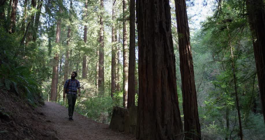 A hiker walks in the woods