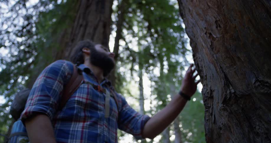 A hiker stops to look at the tall tree