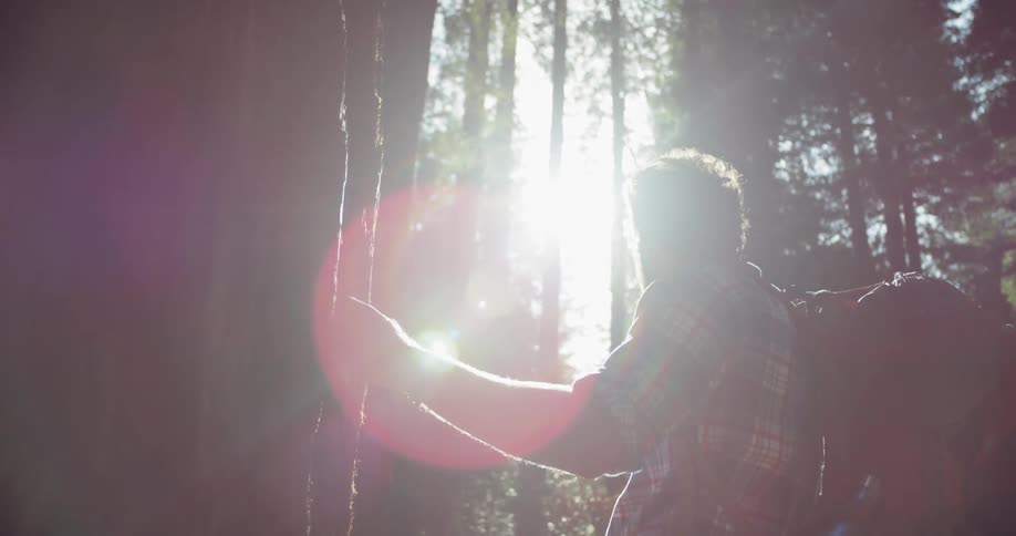 A hiker stops to look at the tall tree