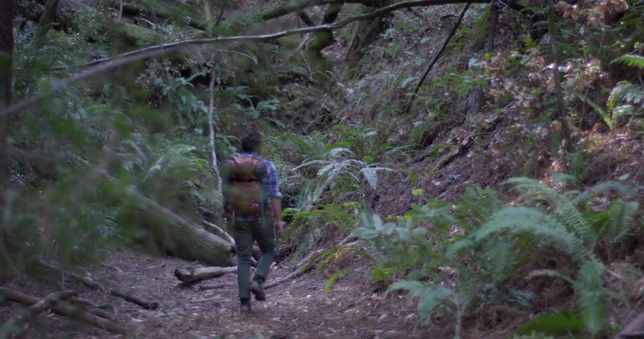 A hiker walks in the woods
