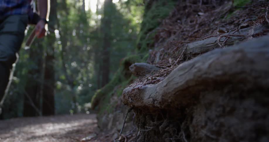 A hiker walks in the woods carrying a backpack