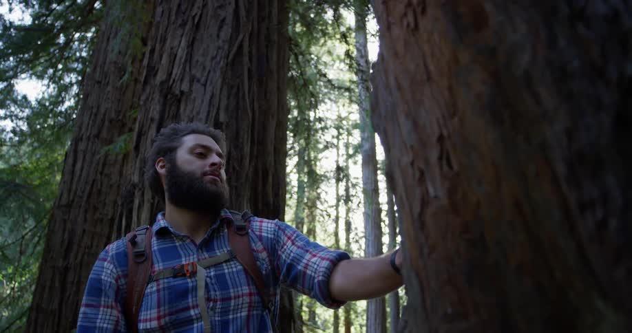 A hiker stops to look at the tall tree