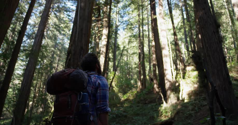 A hiker looks up at the tall trees in the forest