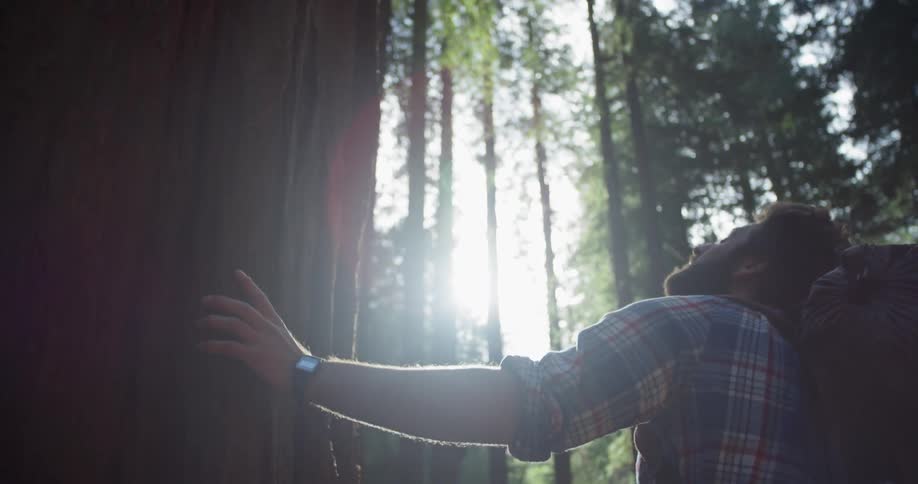 A hiker looks around at the tall trees in the woods