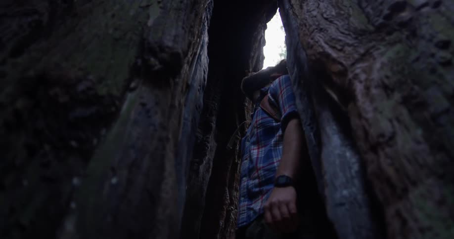 A hiker stands inside the cavity of a tree