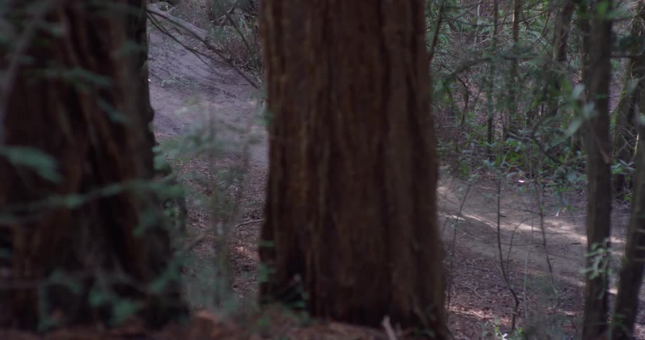 A man runs downhill in the forest