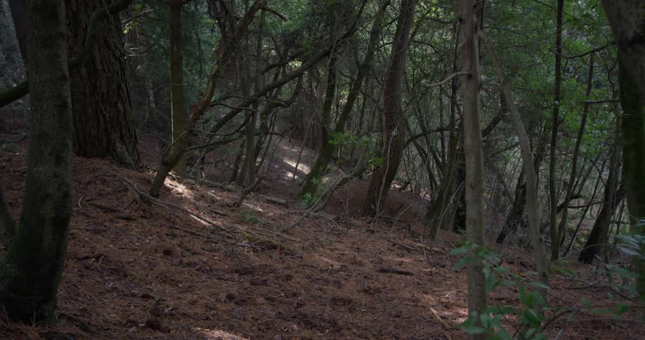 Runner In Forest