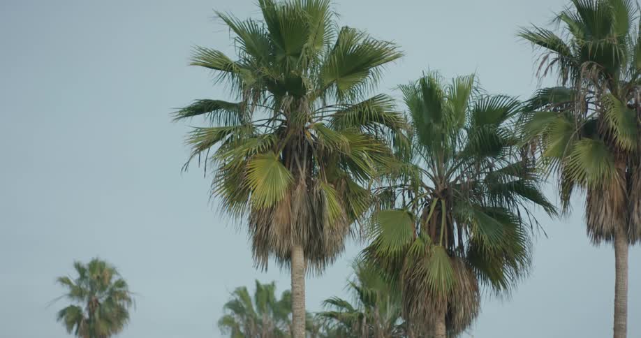 Palm tree fronds wave in the breeze