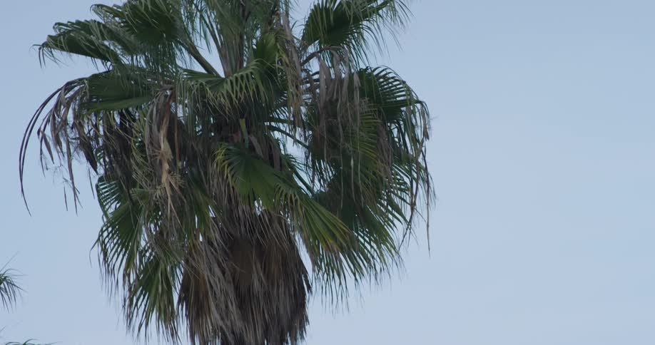 Venice Beach Scenics