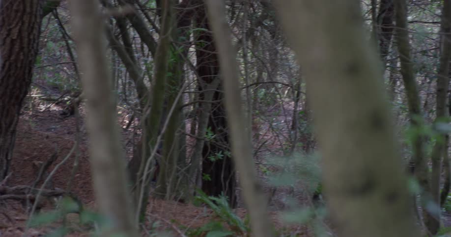 Man jogs on a path through the woods on a sunny day