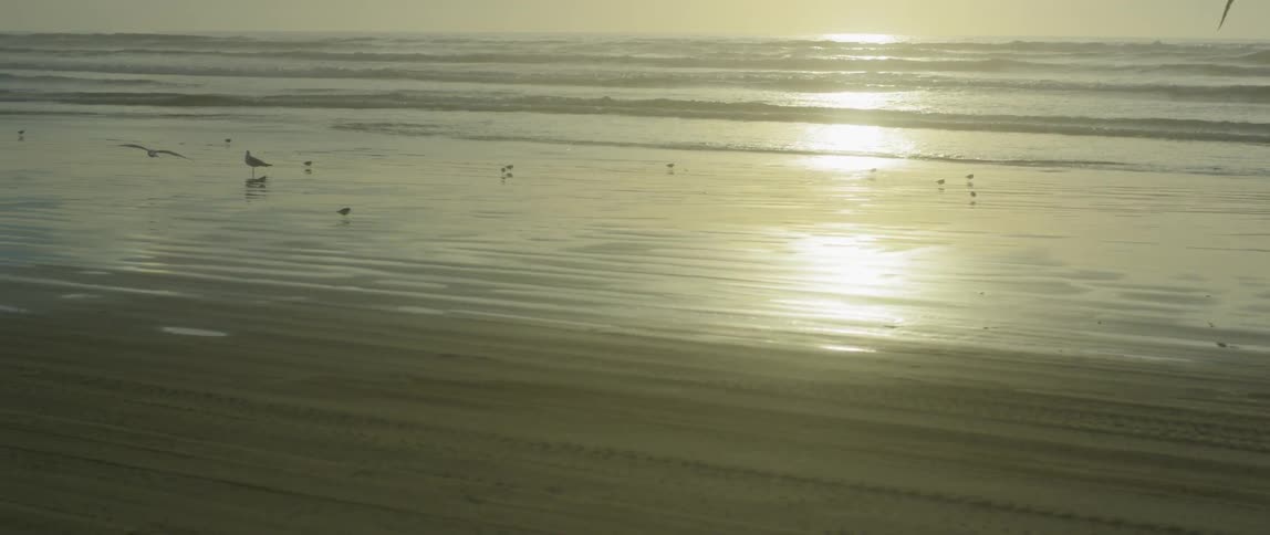 The birds fly along the beach at sunset