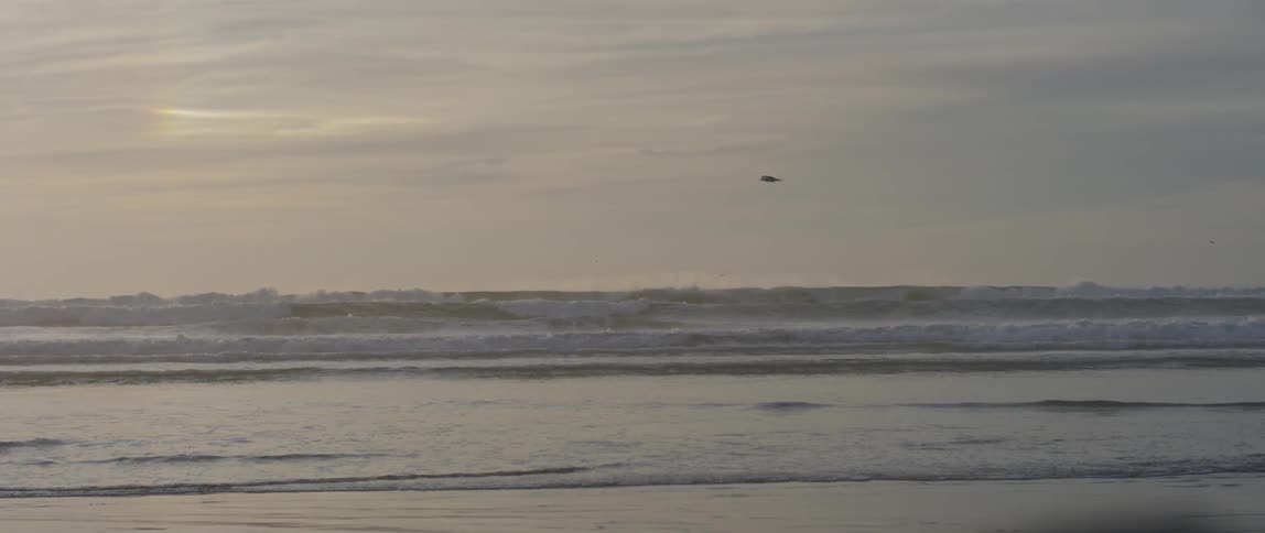 Ocean waves roll to shore as a bird flies overhead