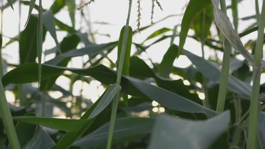 The tall green crops are covered with sun