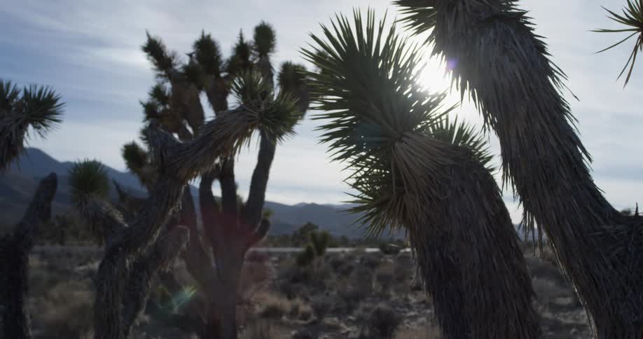 The sun is high above the desert