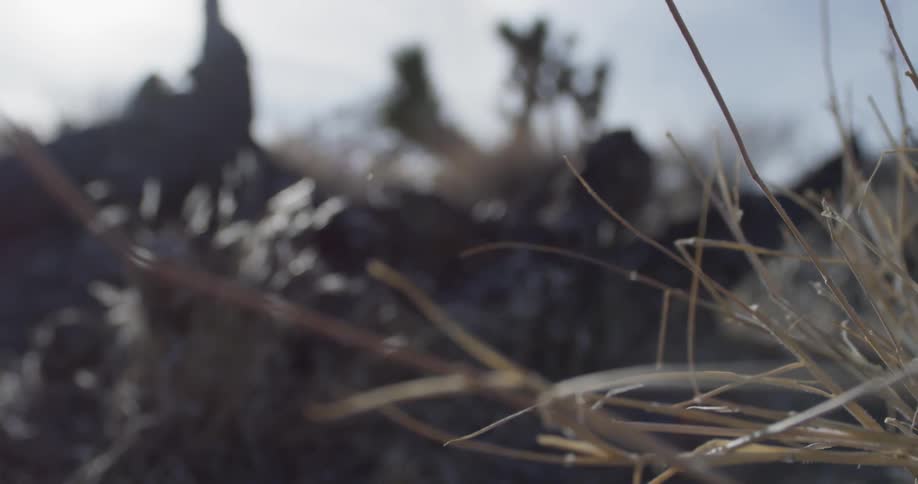 Sunlight shines on plants in a desert