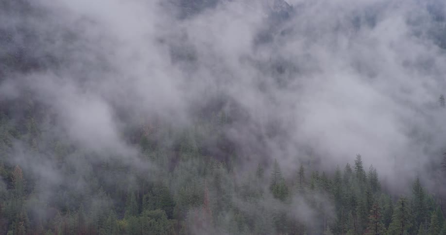 Smoke billows up over trees