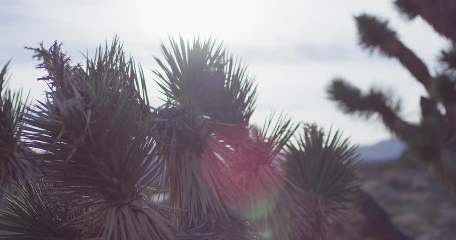 The sun is shining on the cactus