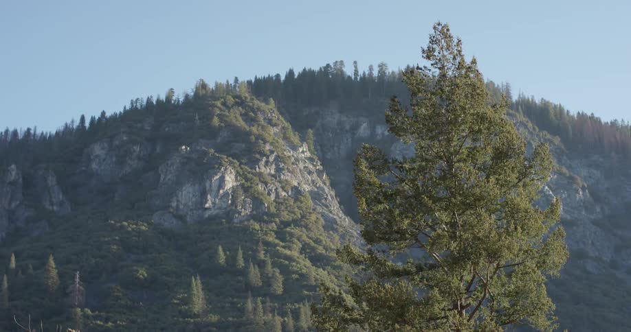 The tree is almost as tall as the mountain