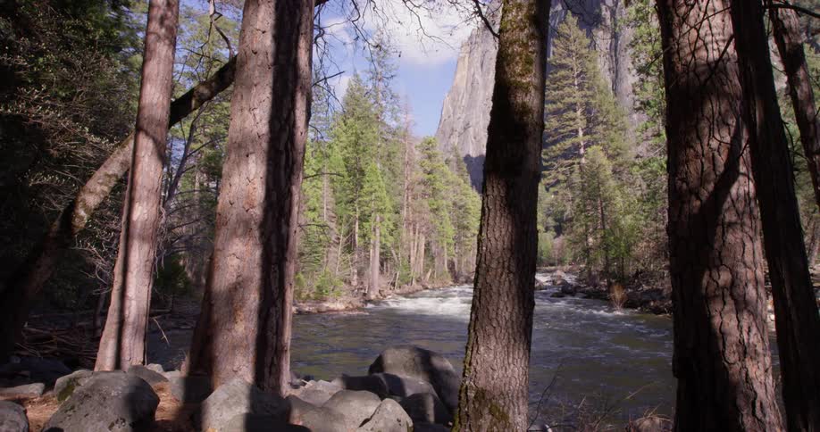 Water flows in the creek near the trees on a sunny day