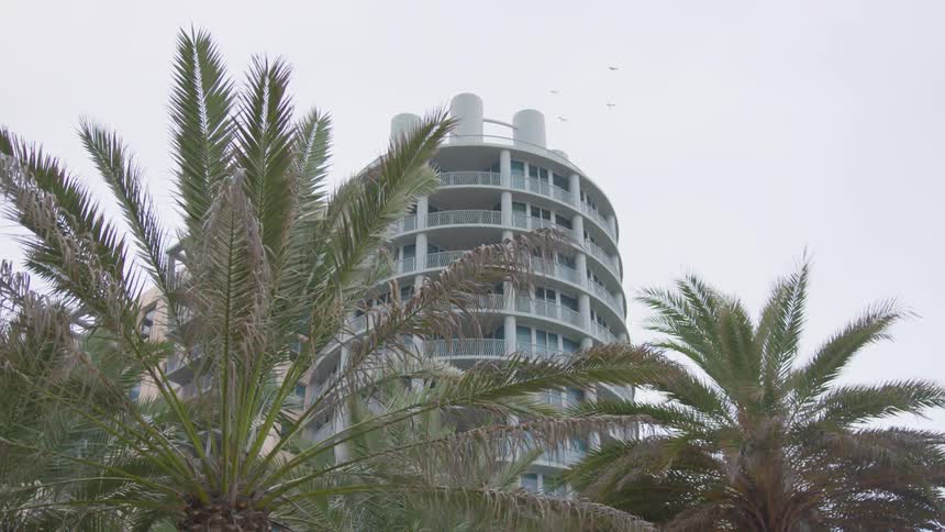 Palm tree fronds wave in the breeze