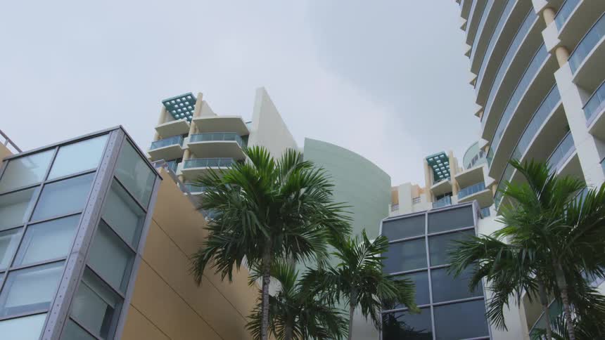 The palm trees line the buildings