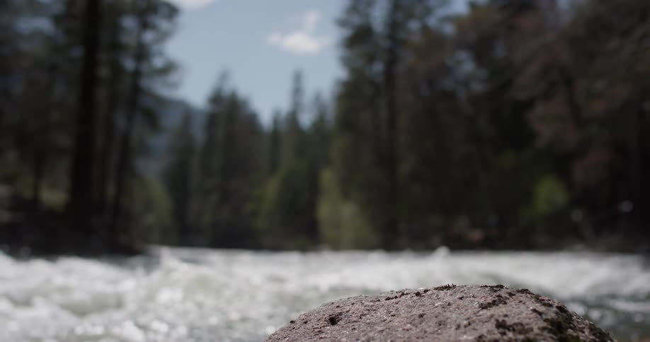 A river flows through a forest