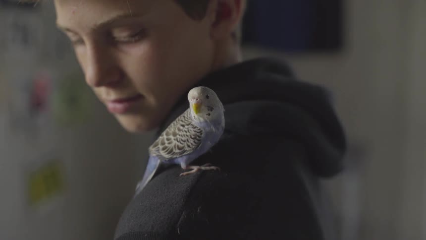 Parakeet sits on a boy's shoulder
