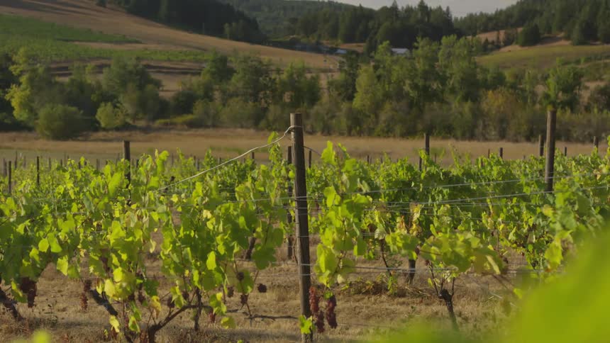 Crops in rows held up by stakes
