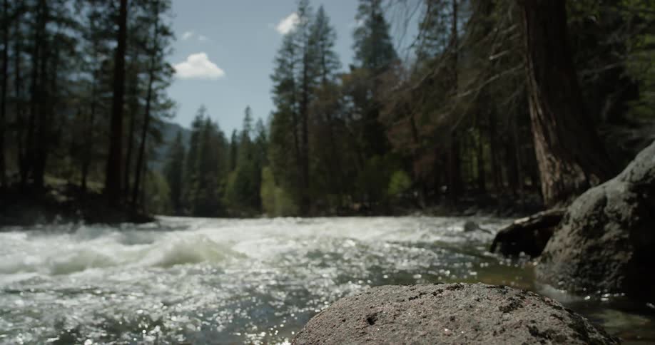 A river flows through a forest