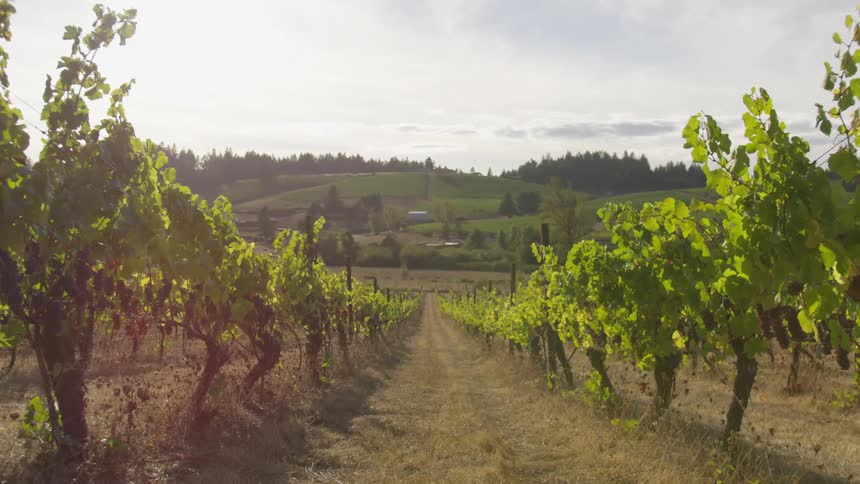 Sun shines over vines of grapes in a field