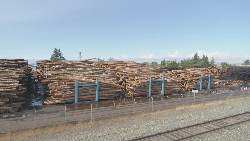 Stacks of logs in lumber yard on sunny day