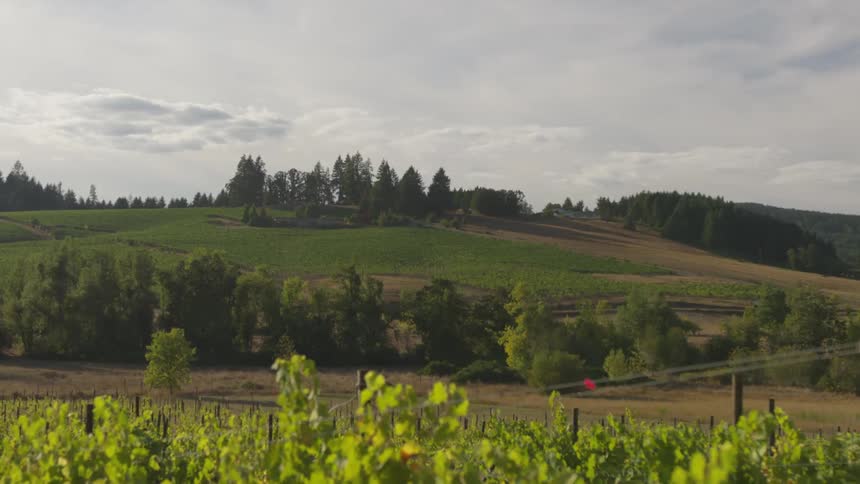 The vineyard leads to green hills