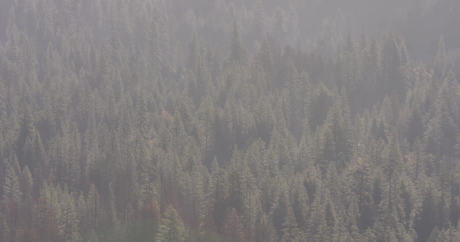 Large area of trees on a foggy day