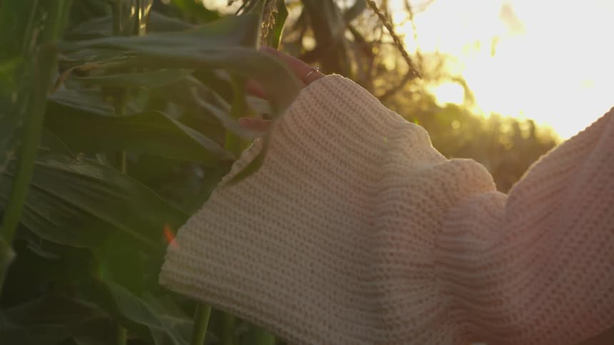 A woman touches stalks of corn on a farm at sunset