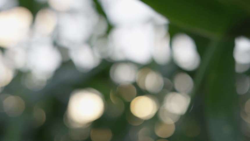 Sunlight through the leaves