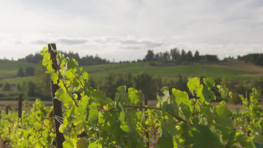 The vineyard is covered with sun