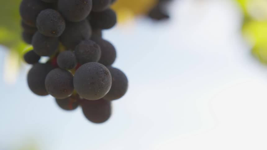 Grapes hang from a vine