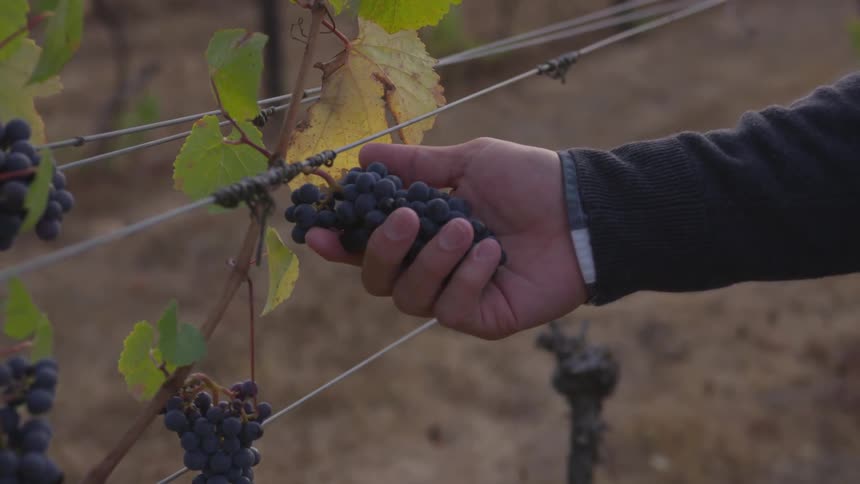 A man touches a bunch of grapes growing on a vine