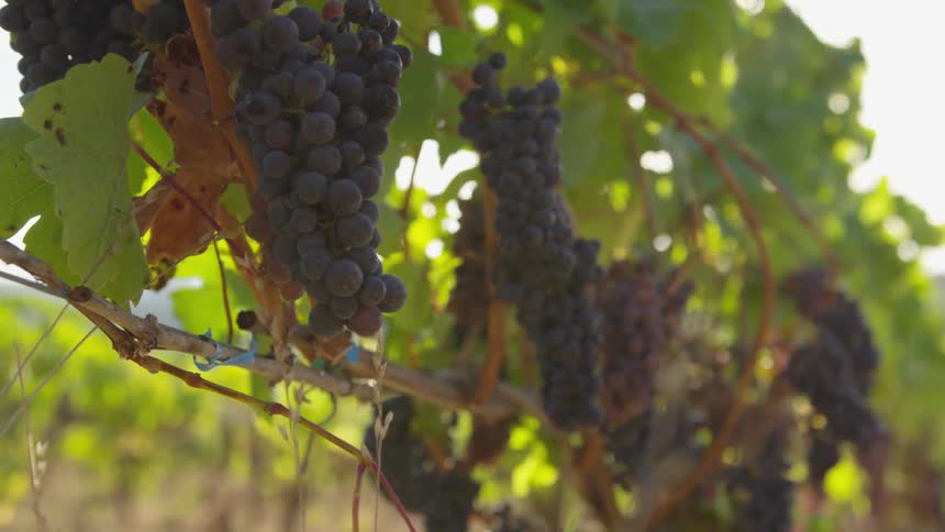 Bunches of grapes hang off of the vines