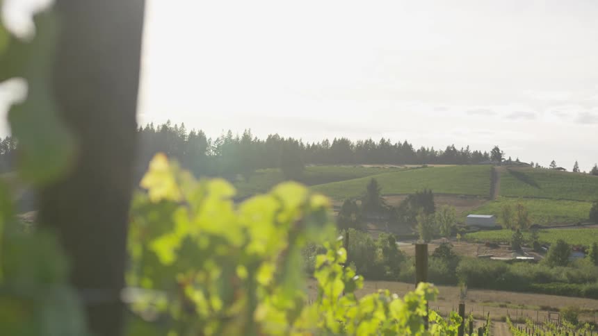 The sun is illuminating all of the grapes in the vineyard