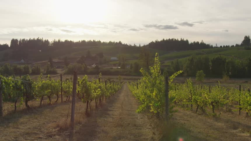 Sun rises over rows of crops