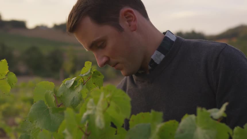 A man looks down at a grape vine in a vineyard