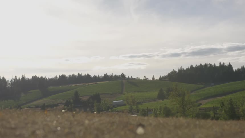 The hills lead to a forest in the distance