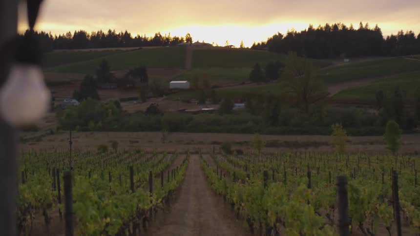 Vines are growing in a vineyard at sunset