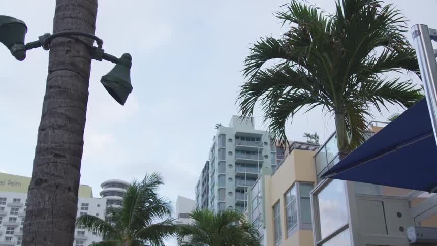Spot lights are attached to the trunk of a palm tree