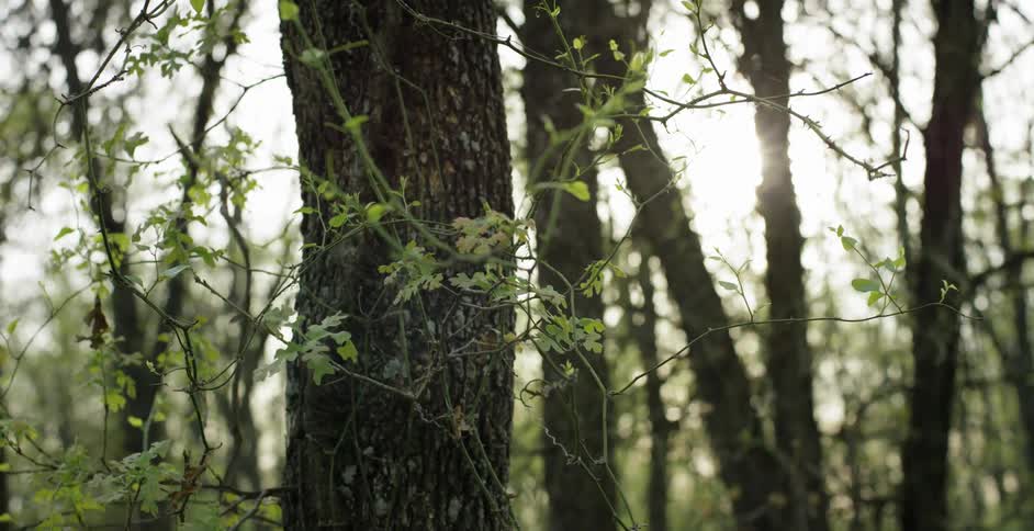 Leaves blow on forest trees