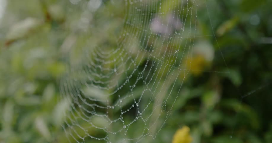 Spider web glistening with water droplets