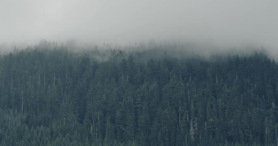 Fog is settling over a forest during the day