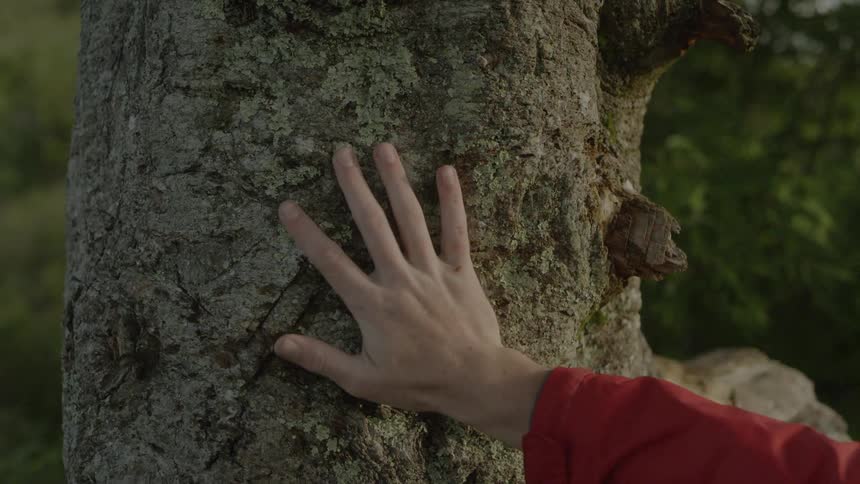 A man reaches out and touches the trunk of a tree