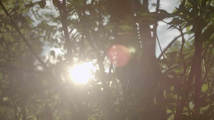 The sun is shining in through the tall trees